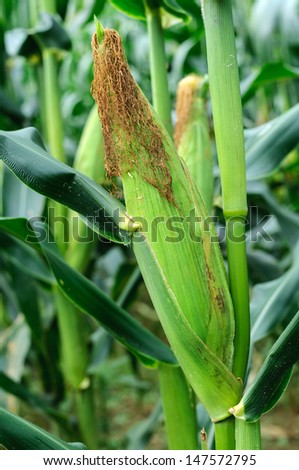 Ear of corn emerging from the corn plant in a corn field, nearly ready for harvesting