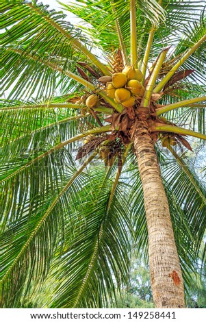 Coconuts and palm fronds of a tree