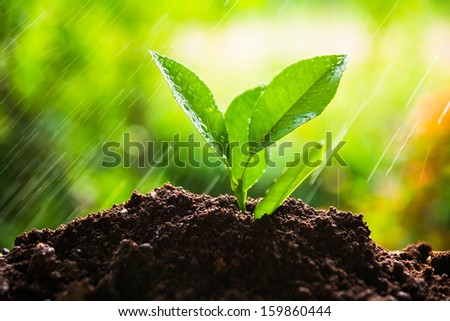 planting tree, sprout