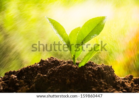 planting tree, sprout