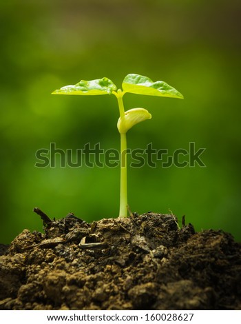 Green Sprout Growing From Seed