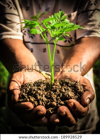 Old man hands holding a green young plant