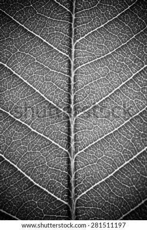 leaf texture white black and white effect