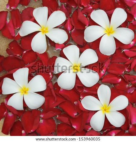 Floating Flower. Plumeria with Rose
