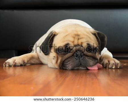 Close-up face of Cute pug puppy dog sleeping by chin and tongue lay down on laminate floor