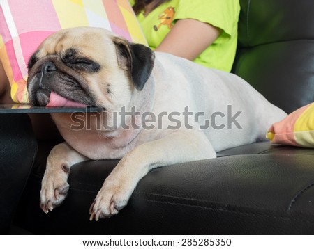 Close-up face of Cute pug puppy dog sleeping by chin and tongue lay down on glass table , like superman