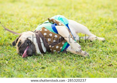 Close-up face of cute pug puppy dog tired sleeping rest by face and tongue lay down on field