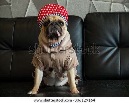 Close-up cute dog pug bored with Hip Hop hat on black sofa in room look out side ,  tongue pacifier mouth with gray shirt ( like rapper )
