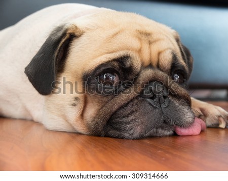 Close-up face of Cute pug puppy dog rest by chin and tongue lay down on laminate floor and look to camera