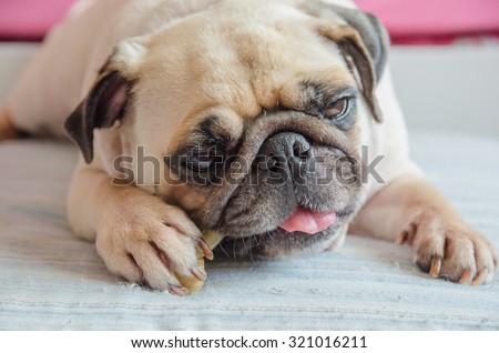Close-up portrait of cute dog puppy pug gnaw Succulent bone in room