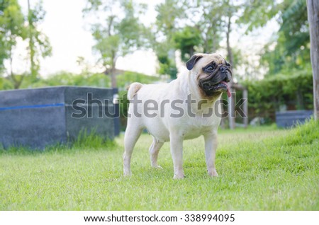Close-up face of cute puppy Pug stand on green grass field. Pug in evening light.