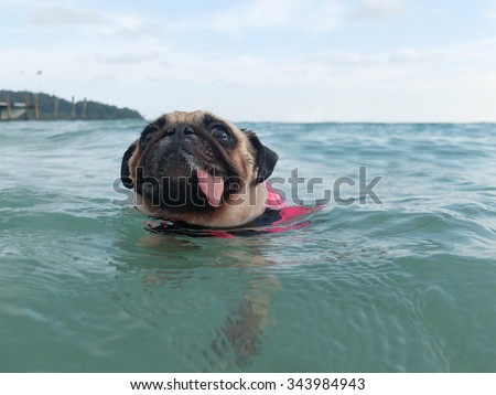 Close-up face cute dog puppy pug fear and afraid water swim on beach, Koh Kood , Thailand. (Kood Island, Trat province)