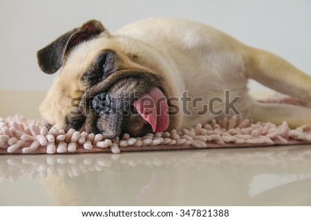 Close-up face of cute dog puppy pug sleep on one's side (lean) with Pacifier mouth, tongue out