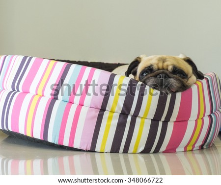 Close-up cute dog Pug puppy resting on her bed and watching to camera