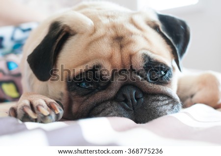 Close up face of Cute pug puppy dog sleeping on the bed