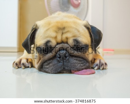 Cute dog puppy Pug sleep rest by chin and tongue lay on Floor. Lazy pug dog. Conceptual of funny pug dog.