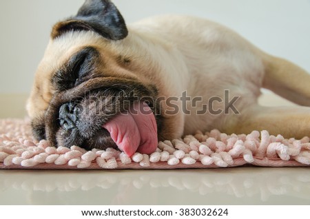 Funny Sleepy Pug Dog with gum in the eye sleep rest on floor in lazy time.