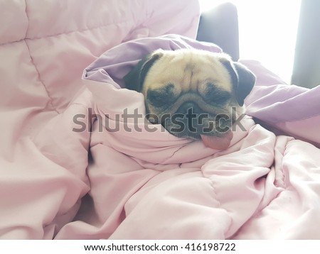 Close up face of cute dog puppy pug sleep rest on sofa bed with tongue out and wrap blanket because of weather cold
