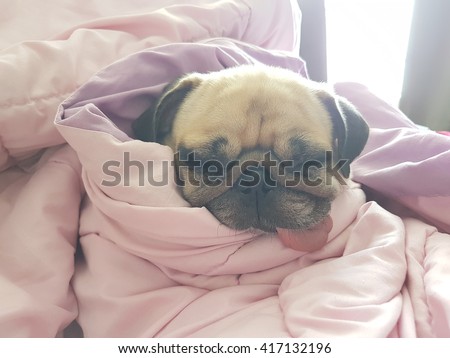 Close up face of cute dog puppy pug sleep rest on sofa bed with tongue out and wrapped blanket because of weather cold
