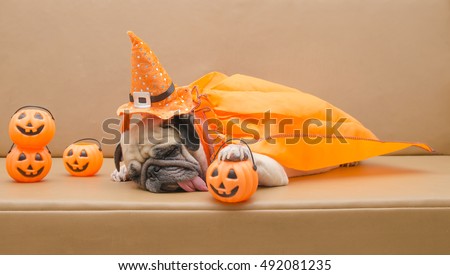 Cute pug dog with costume of happy halloween day sleep on sofa with plastic pumpkin Jack O\'Lantern