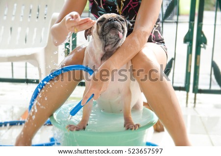 Cute pug dog wash body, taking a bath on basin by owner