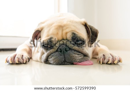 Funny Sleepy Pug Dog with gum in the eye sleep rest on floor