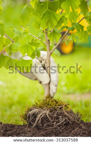 Hand with White Glove Holding Small Tree with roots on green and wheelbarrow background