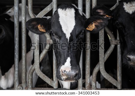 small calf at cow farm