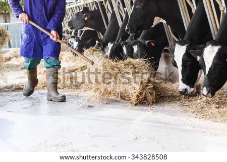 Black and white cows in large cowshed eating hay with farmer and hay bales