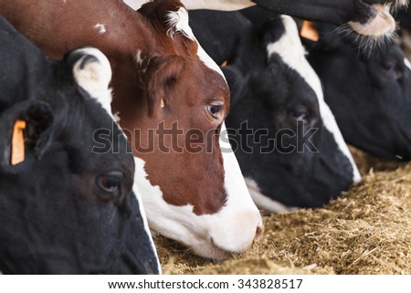 Close up portrait of brown cow among black and white cows eating hay in a stable. Concept of diversity