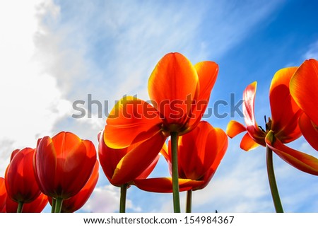 red tulip under the blue sky on the sunny day. Holland tulip festival
