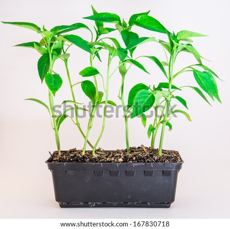 The growing chilli on the white background