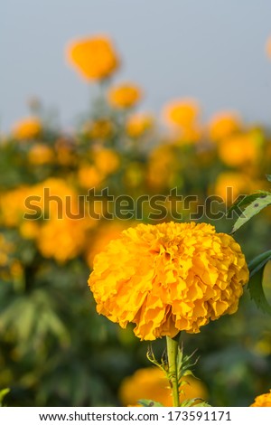 the single marigold in the marigold field at the local botanical garden
