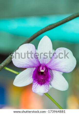 the single orchid flower of the flower garden in the botanical garden