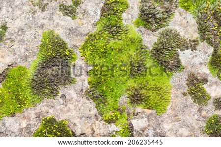 the beautiful stone surface with green moss background for wallpaper and background purposes