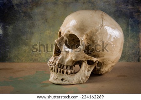 the death human skull as stil life ideal for art and other purposes