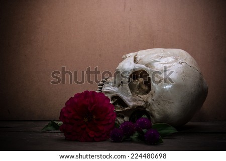 the death human skull as still life ideal for art and other purposes