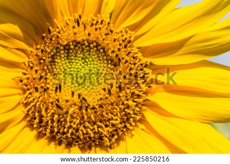 the beautiful close up yellow sun flower under the sun light