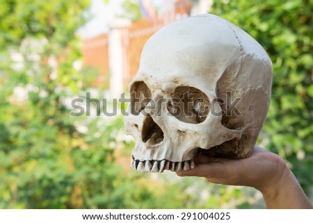 still life human skull on the hand ideal for art and other purposes