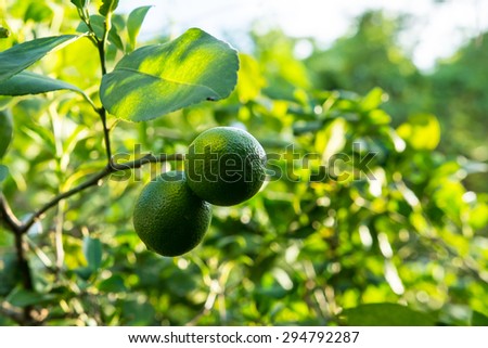 vintage green lemons in the morning light ideal for food and drink and art purposes