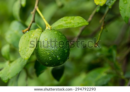 beautiful vintage lemons with dew drop on the lemon tree branch