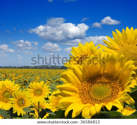 many sunflowers on field fone