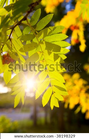 Gold branch of a mountain ash against the coming sun
