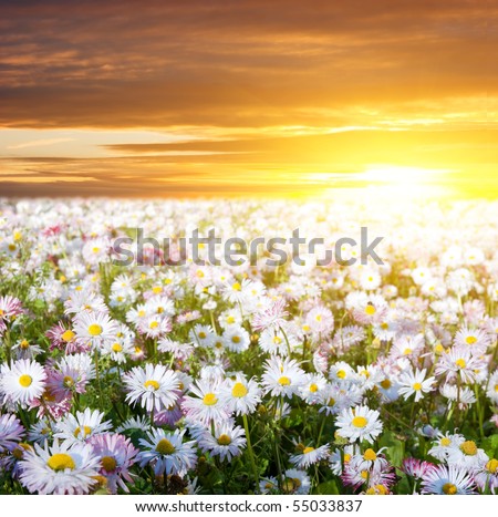 Gold meadow of camomiles in summer sun rays