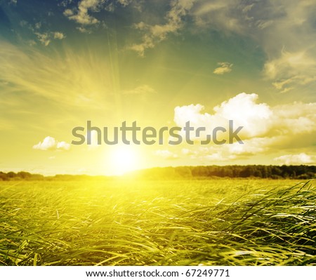 Gold sunset in green grass field. Belarus. Deciduous forest in the distance.
