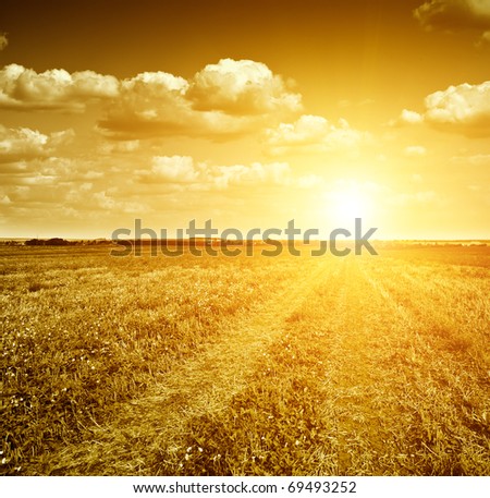 Gloomy dawn in gold field of grass and  rural road.