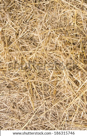 Texture hay closeup in color. Fodder for livestock and construction material.