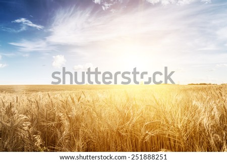 Wheat field at sunset. Ears closeup. The sunbeams.