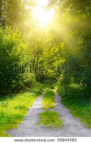 Sunrise in deep forest. Sunbeams, green forest.