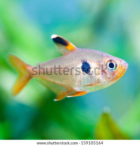 Aquarium fish. Rosy Tetra. Freshwater tank. Green and blue background.